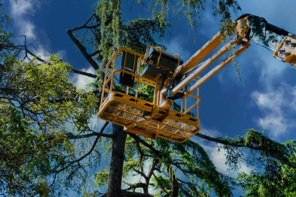 Reliable Wofford Heights, CA  Tree Services Solutions